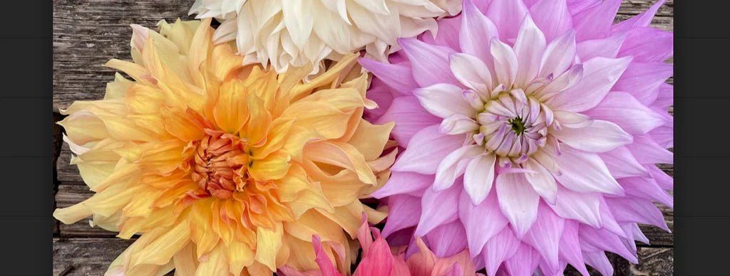 Dahlien schneiden: 5 Schritte für mehr Blüten & starke Pflanzen - Bloomenwelt